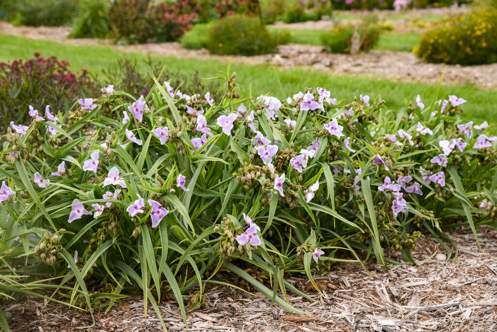Tradescantia 'Webmaster' – FleurExcel Inc.