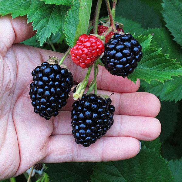 Rubus Fruticosus 'Triple Crown' - Murier
