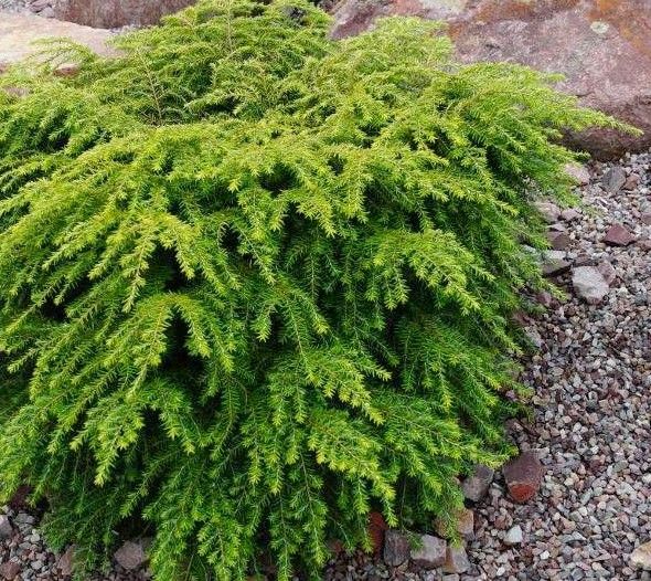 Tsuga canadensis 'Jeddeloh'