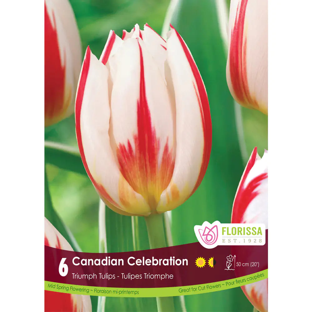 Bulbe d'automne - tulipe Canadian Celebration