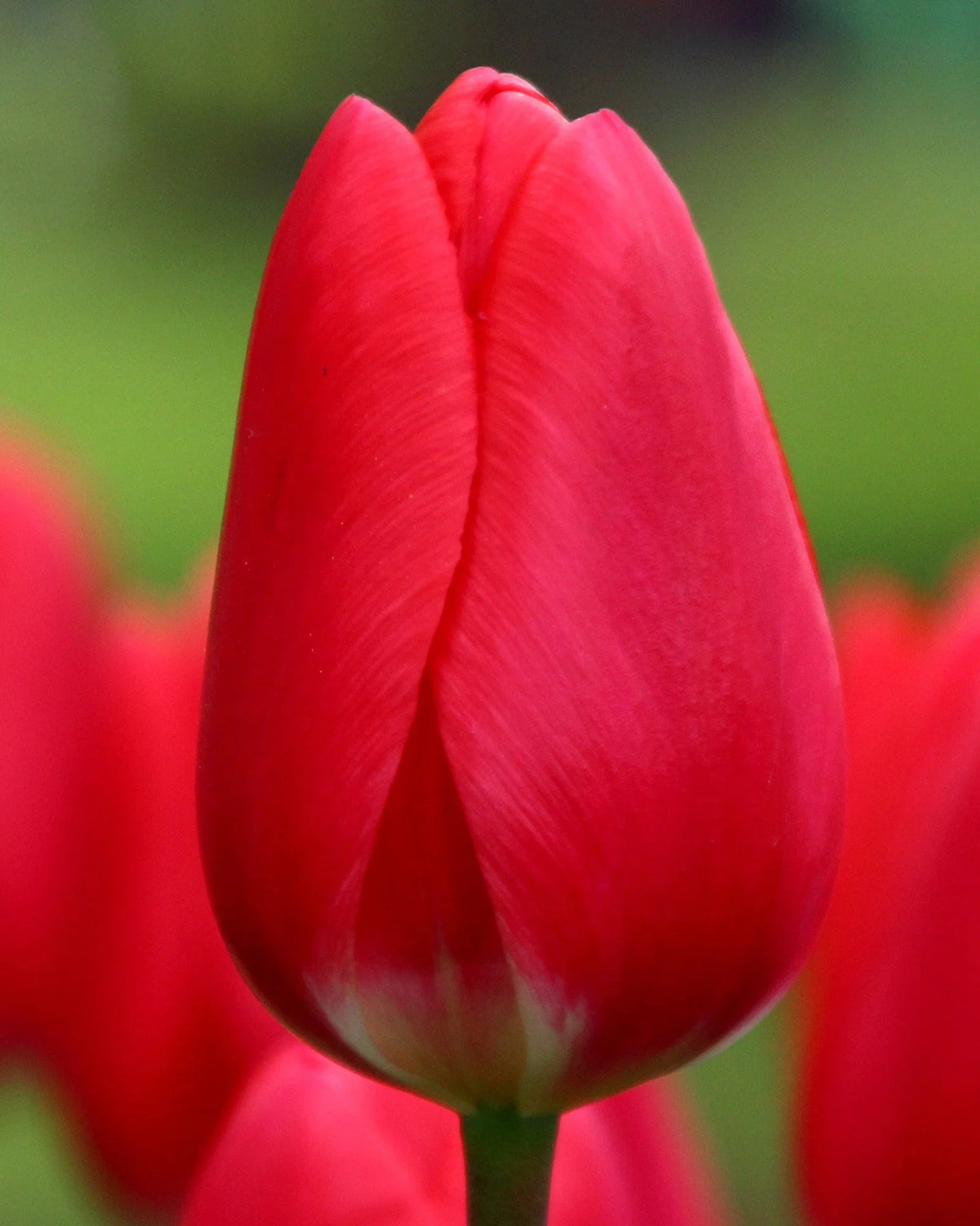 Bulbe d'automne - Tulipe cherry delight