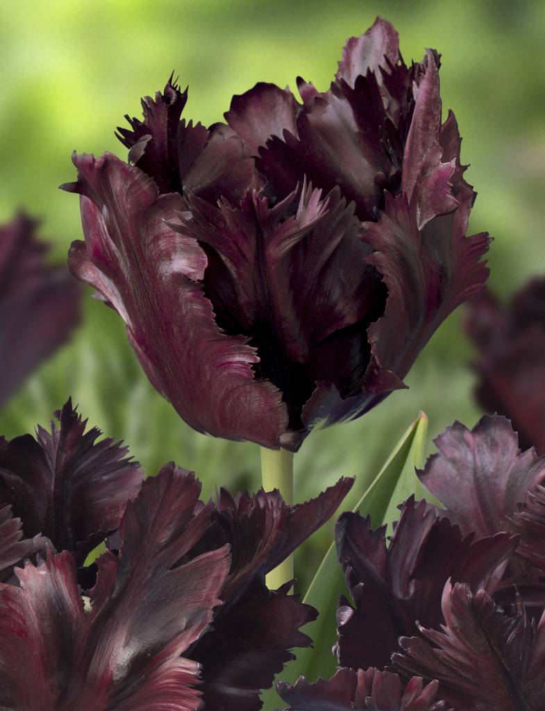 Bulbe d'automne - tulipe Black Parrot
