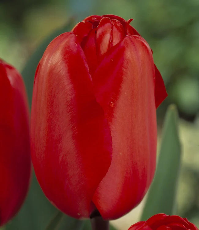 Bulbe d'automne - Tulipe Red Pride