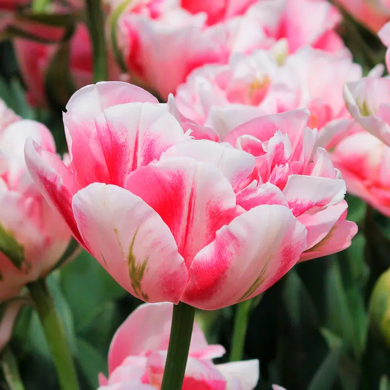 Bulbe d'automne - Tulipe finola