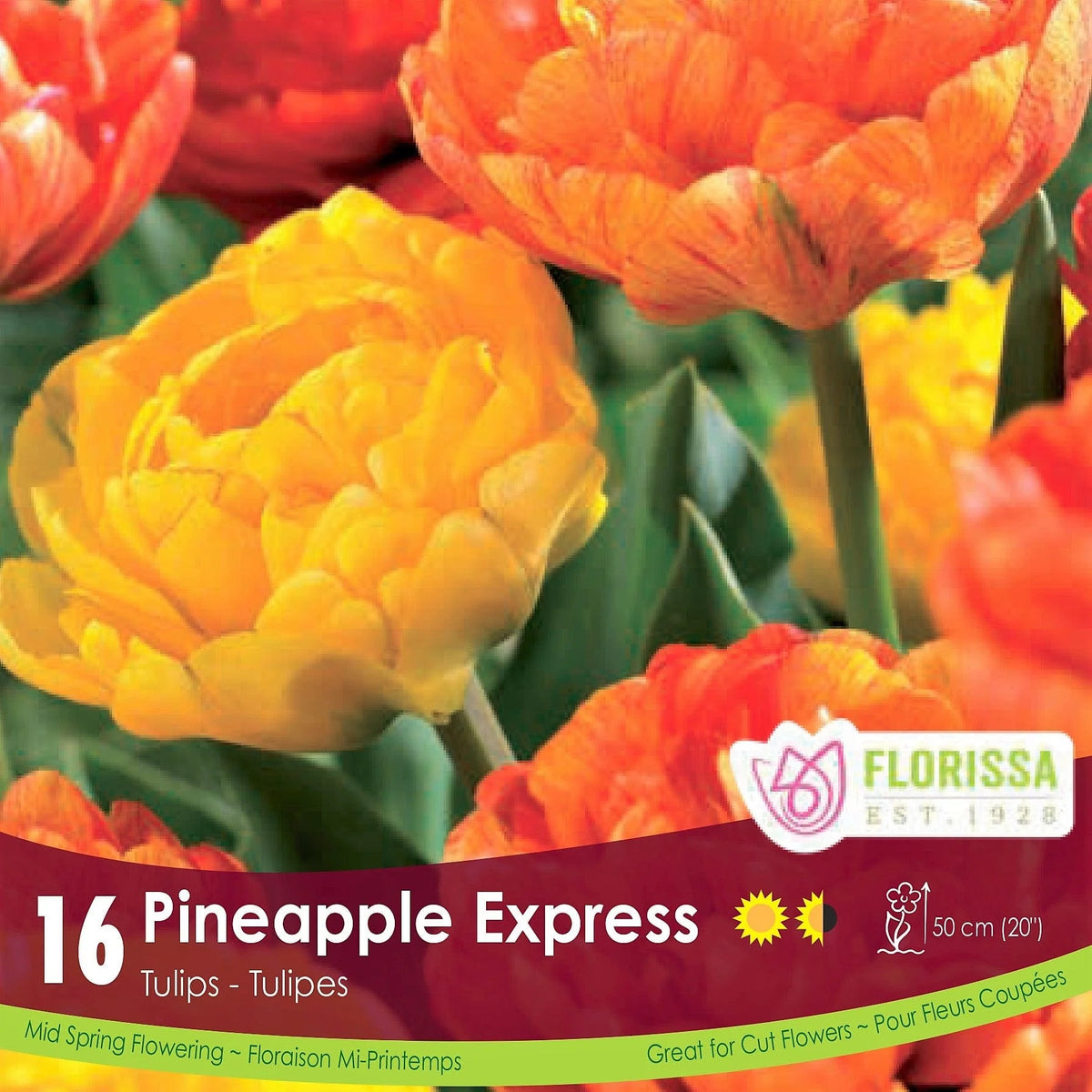 Bulbe d'automne - Paquet de 16 - Comp. Pineapple Express