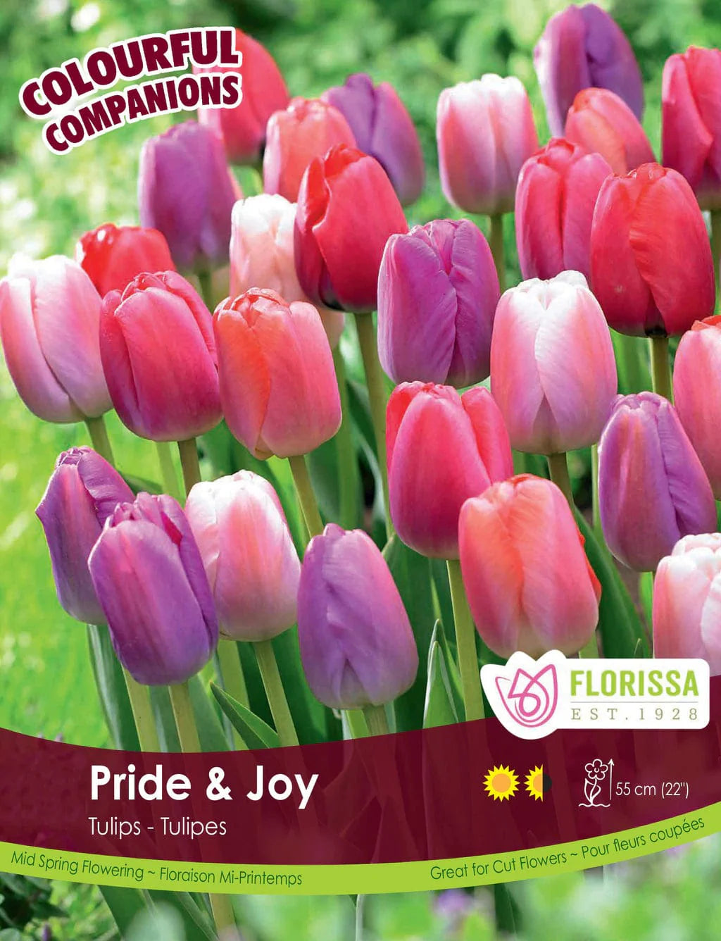 bulbe d'automne - 15 comp. pride and joy