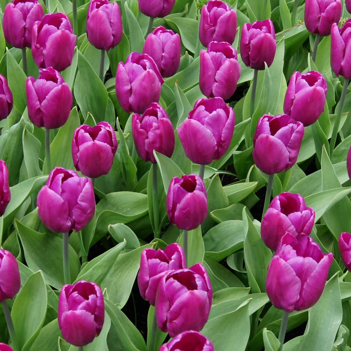 Bulbe d'automne - tulipe purple prince