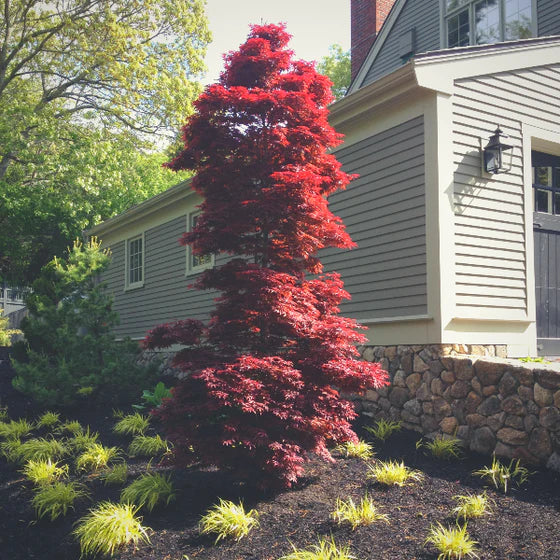 Acer palmatum 'Twombly's Red Sentinel'