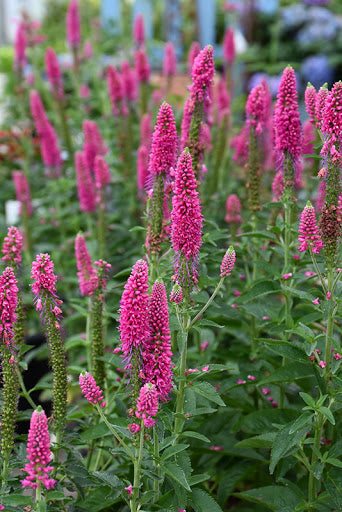 Veronica longifolia First Love