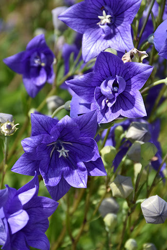 Platycodon grandiflorus Astra Double Blue