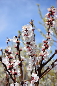 Prunus armeniaca 'Tilton' - Abricotier