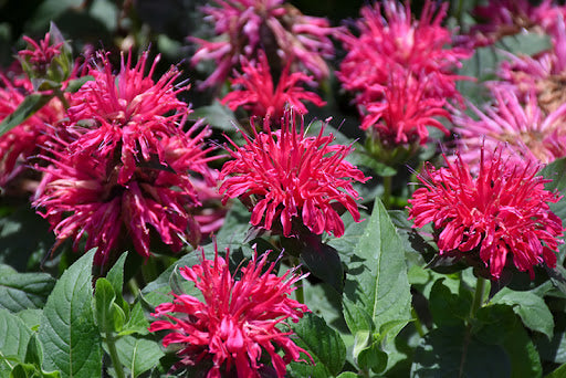 Monarda 'Balmy Rose'