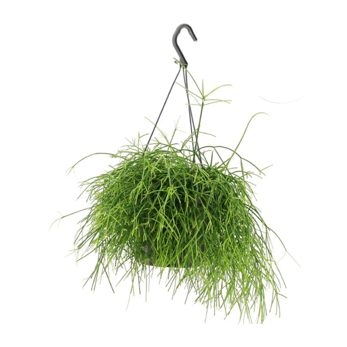 Rhipsalis Oasis