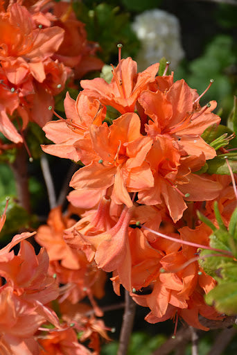 Rhododendron hybrid Mandarin Lights