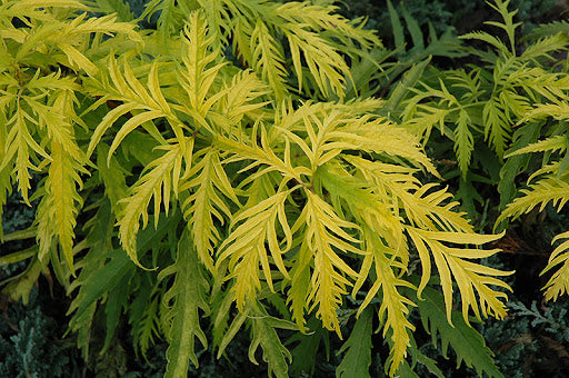 Sambucus racemosa 'Lemony Lace'