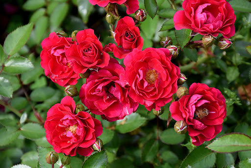 Rosa Fire Meidiland - Rosier
