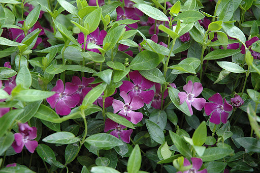 Vinca minor 'Atropurpurea'