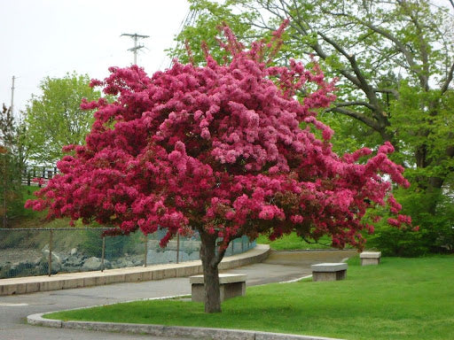 Malus 'Prairie fire'