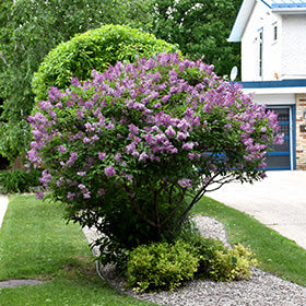 Syringa x prestoniae Donald Wyman - LILAS