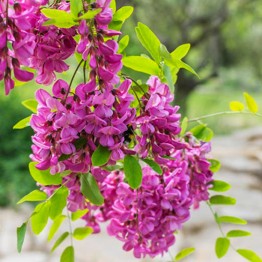 Robinia pseudoacacia 'Purple Robe' - Robinier