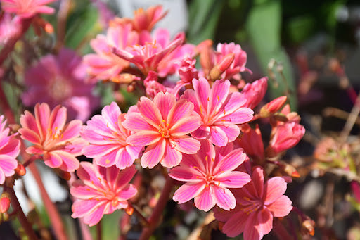 Lewisia cotyledon Rainbow