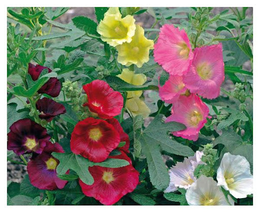 Alcea ficifolia 'Las Vegas'