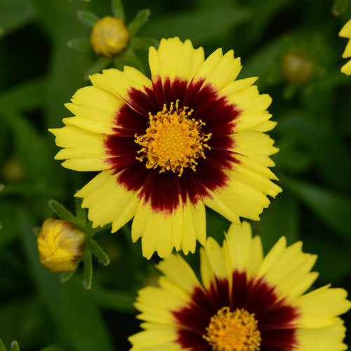 Coreopsis Uptick™ Yellow and Red