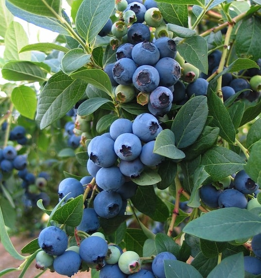 Vaccinium corymbosum 'Blue Crop' - Bleuet