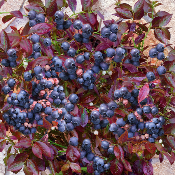Vaccinium 'Cabernet Splash' - bleuet