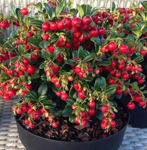 Vaccinium vitis-idaea 'Red Candy' - 'Airelle rouge Red Candy