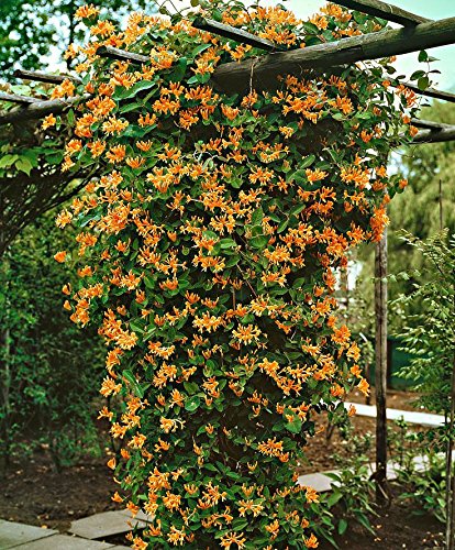 Lonicera 'Mandarin' - Chèvrefeuille grimpant