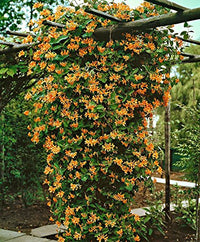 Lonicera 'Mandarin' - Chèvrefeuille grimpant