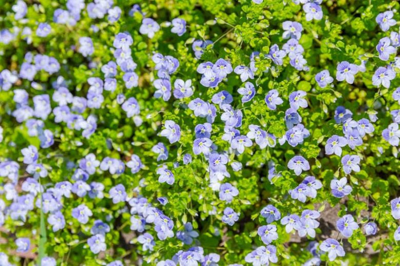 Veronica repens