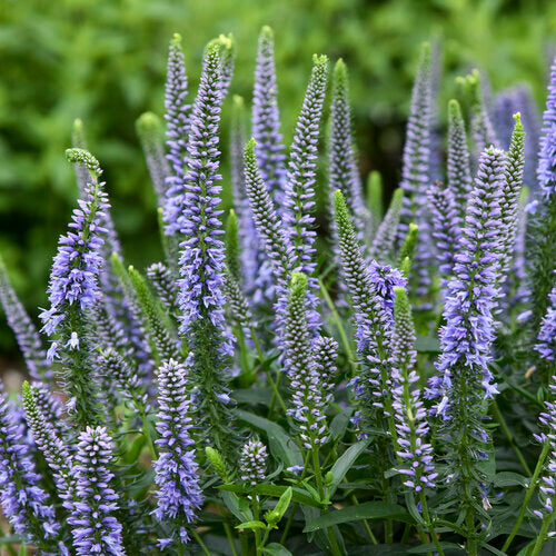 Veronica Magic Show® 'Ever After'