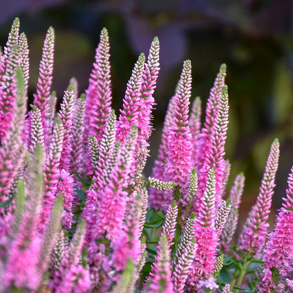 Veronica Magic Show 'Pink Potion'