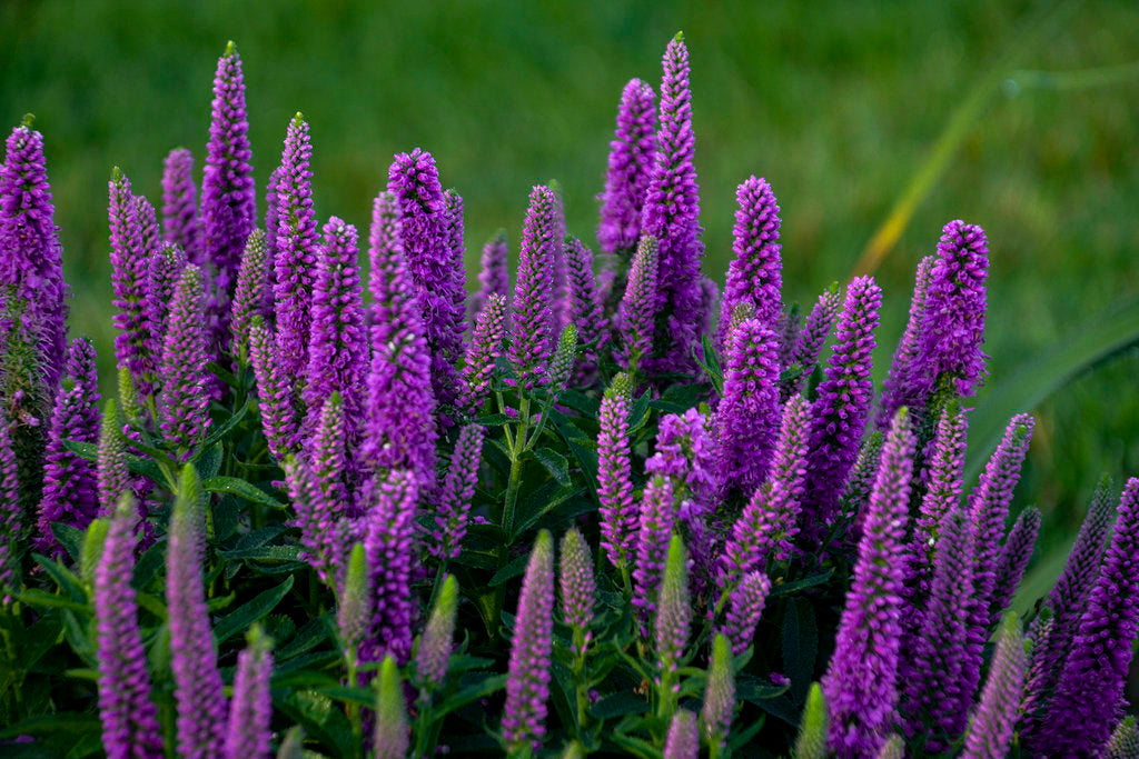 Veronica Magic Show® 'Purple Illusion'