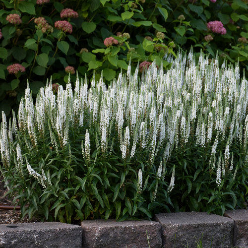 Veronica Magic Show® 'White Wands'