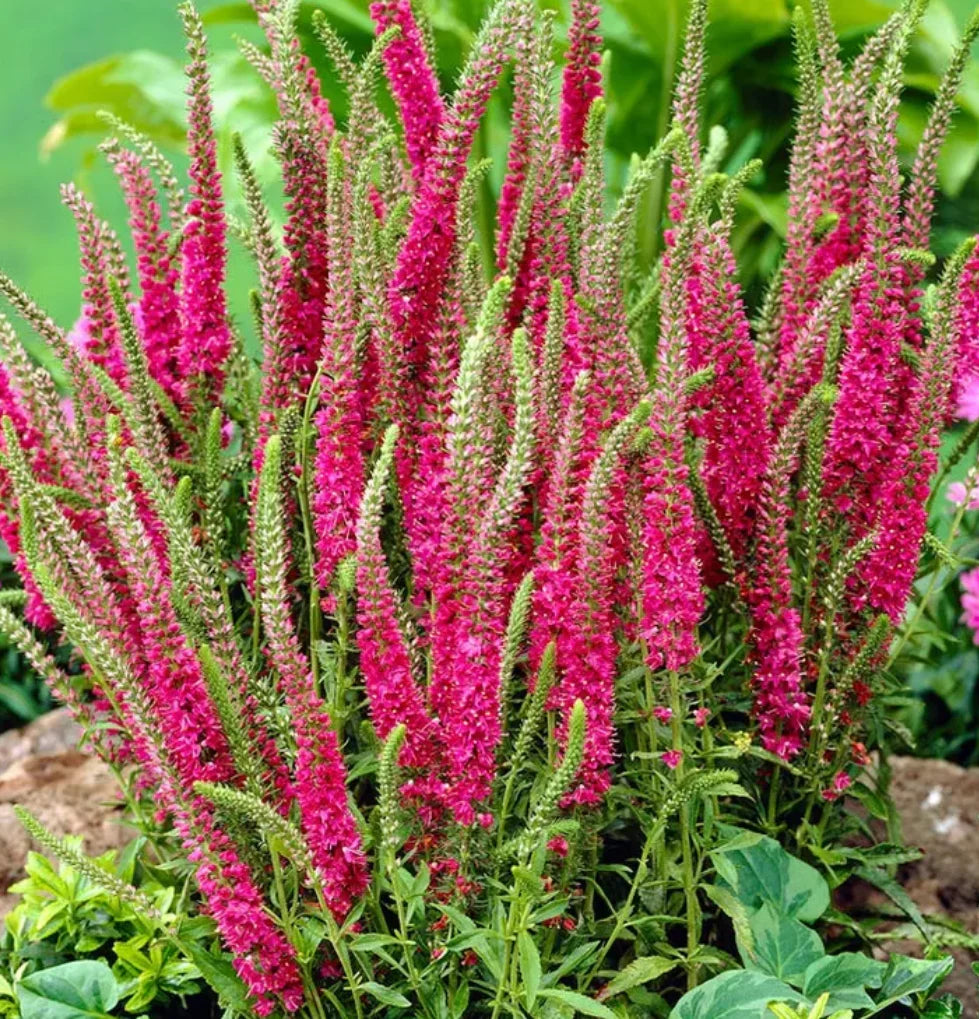 Veronica Spicata “Red Fox”