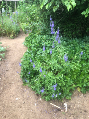 Seed - Long-leaved speedwell - Portage seeds