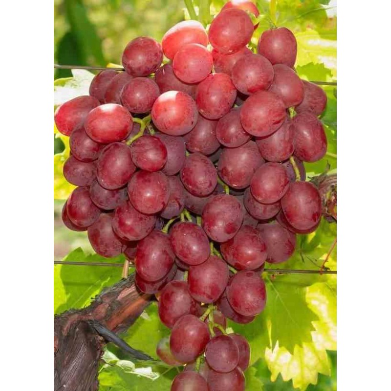 Vigne à raisin Canadice (rouge sans pépin) - vitis