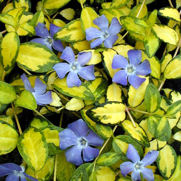 Vinca minor 'Illumination'