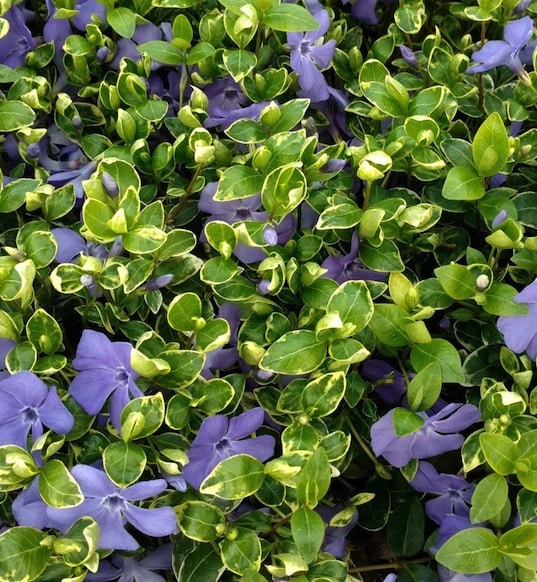 Vinca minor 'Ralph Shugert'