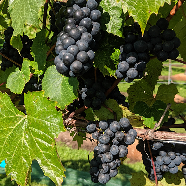 Vitis vinifera 'Petite Perle' - vigne