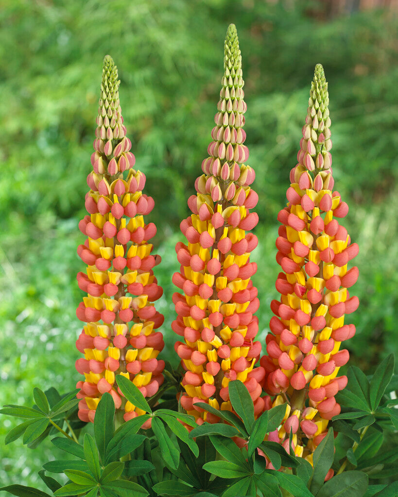 Lupinus 'Gladiator'