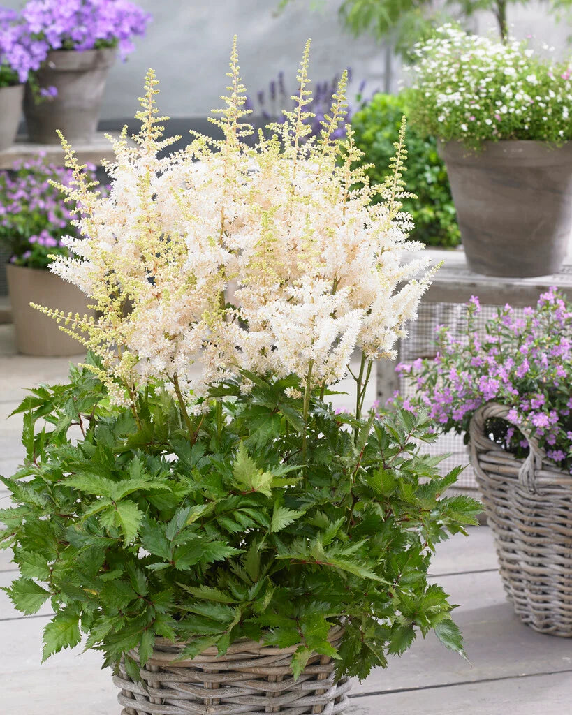Astilbe chinensis 'Visions in White' - Astilbe de Chine