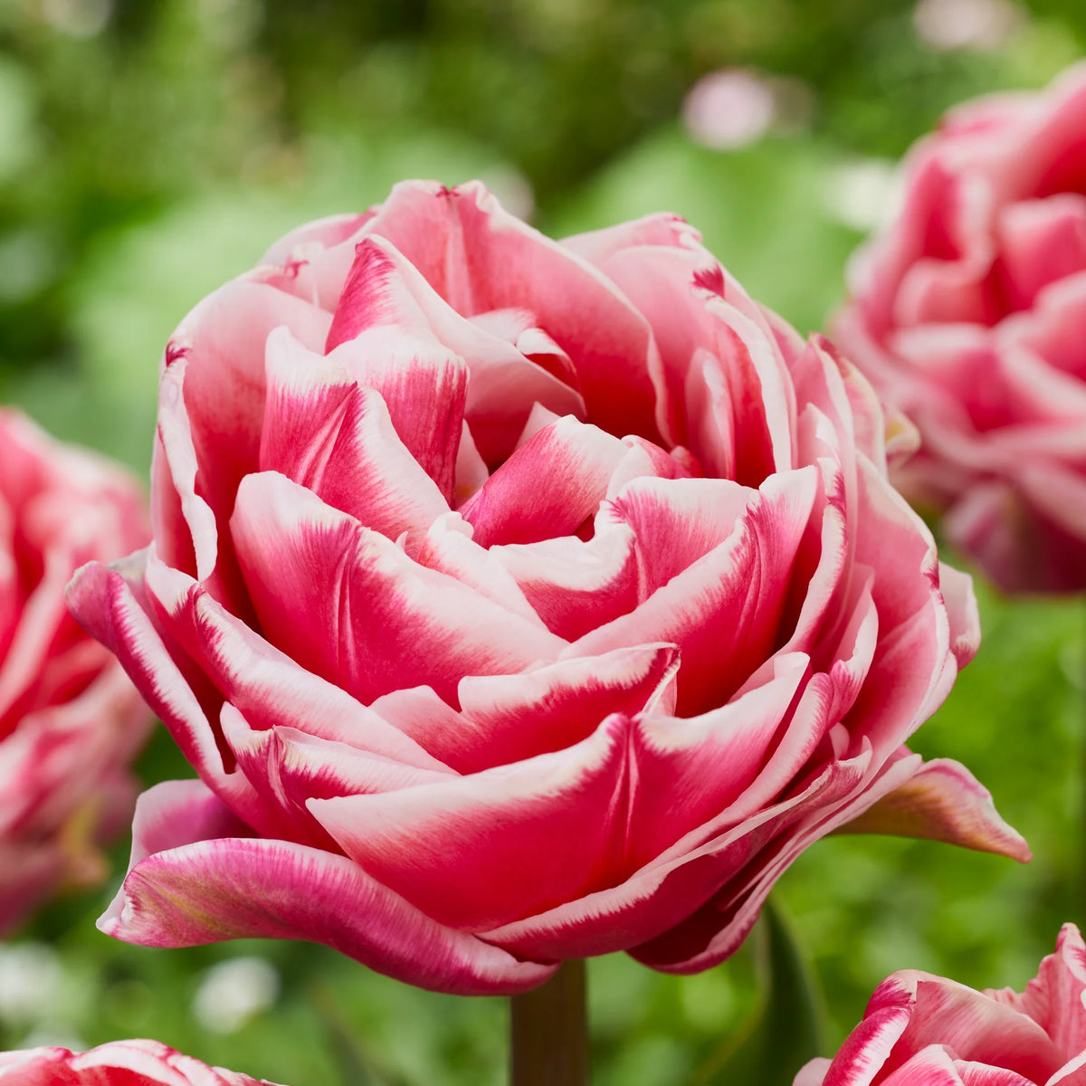 Bulbe d'automne - Tulipe Let's Dance