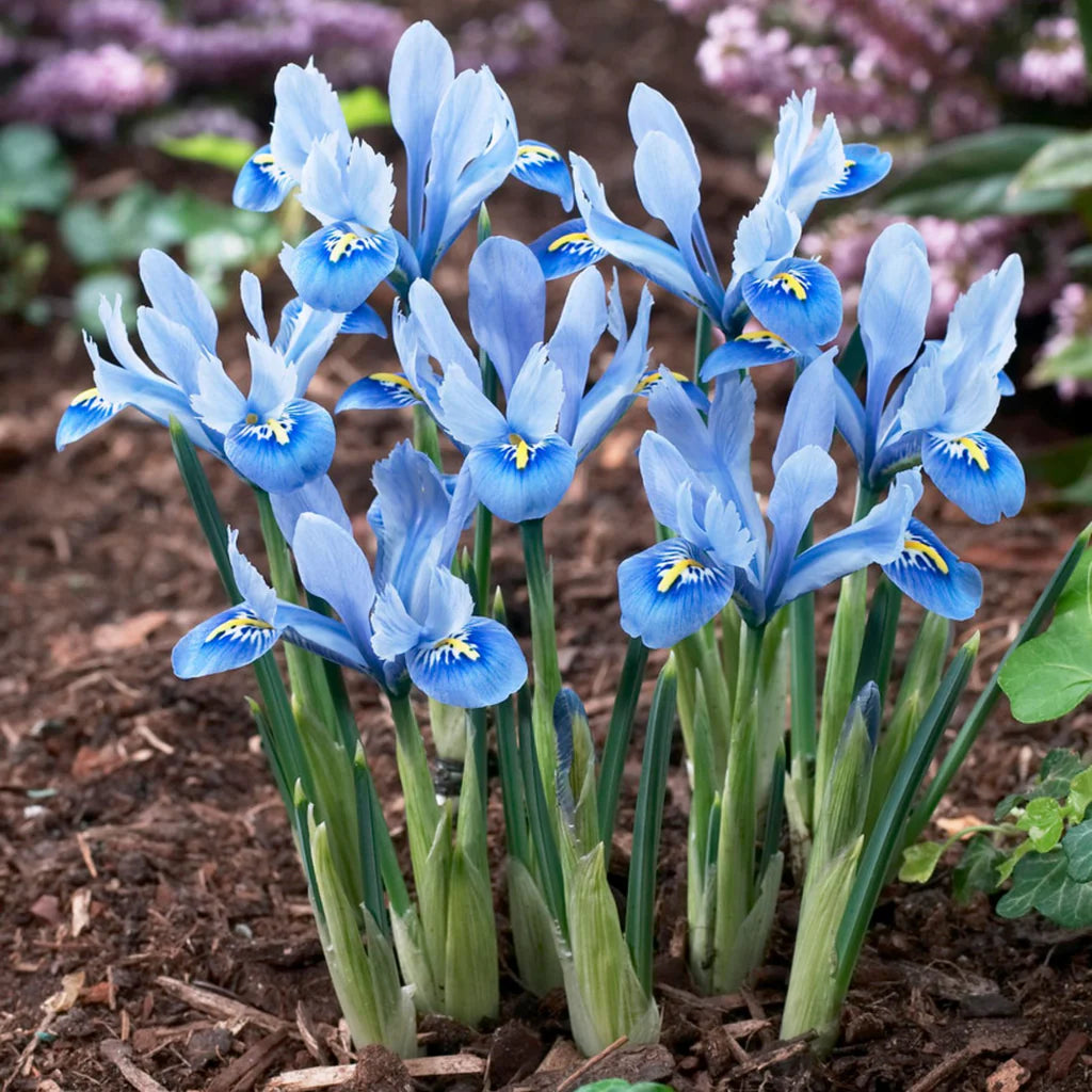 Bulbe d'automne - Iris dwarf alida