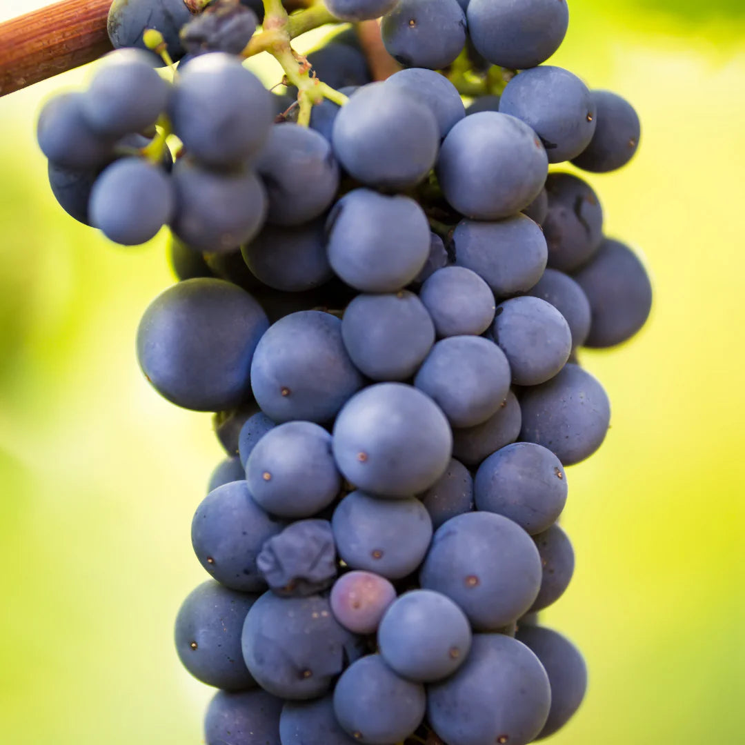 Vigne à raisin Sabrevois - vitis