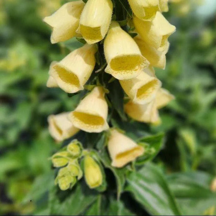 Digitalis ambigua 'Carillon'