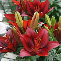 Lilium 'Tiny Rocket' - Lys